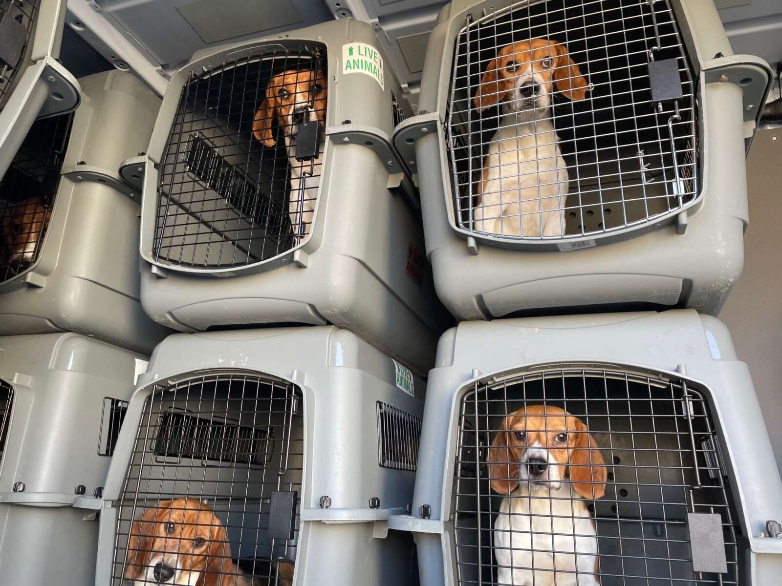 Fairfax County shelter to help with adoptions of beagles rescued from a  research facility | FFXnow