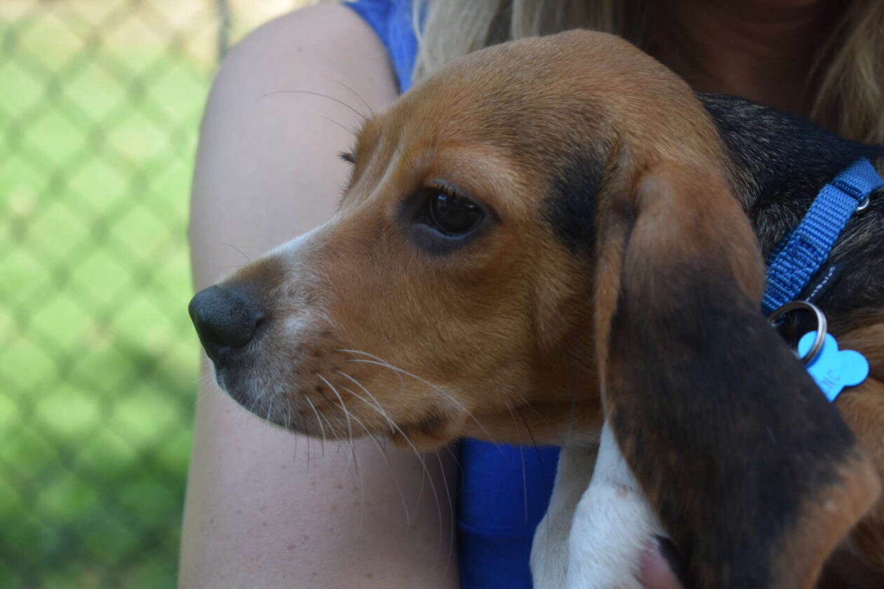 Rescued beagles arrive at Fairfax County shelter in anticipation of  adoptions | FFXnow