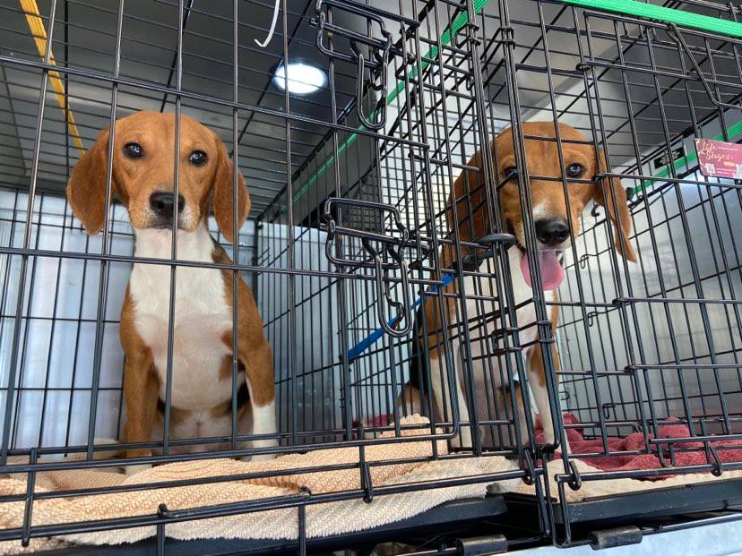 More rescued beagles descend to the Fairfax County Animal Shelter | FFXnow