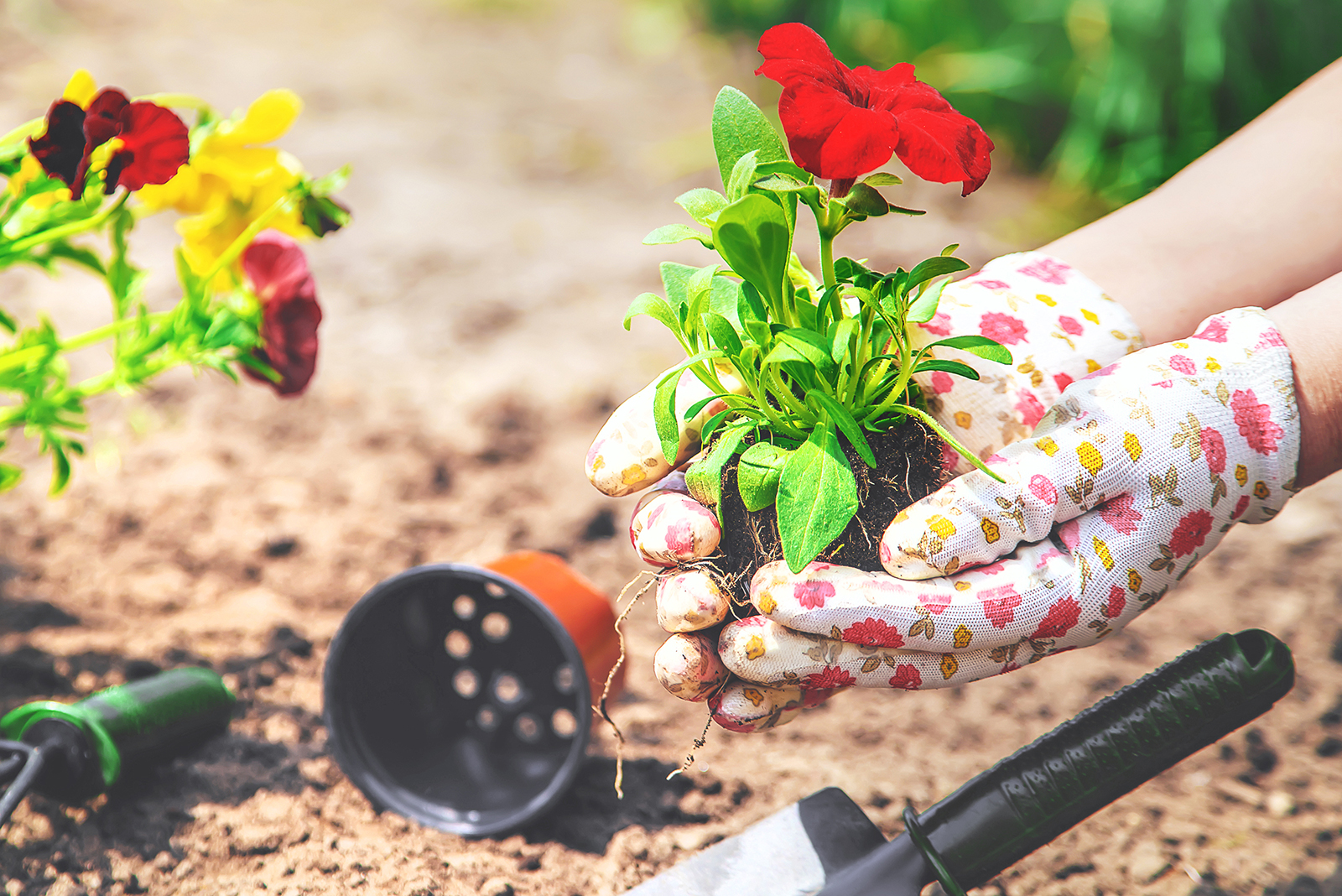 Aging Well: Gardening cultivates benefits for your health | FFXnow
