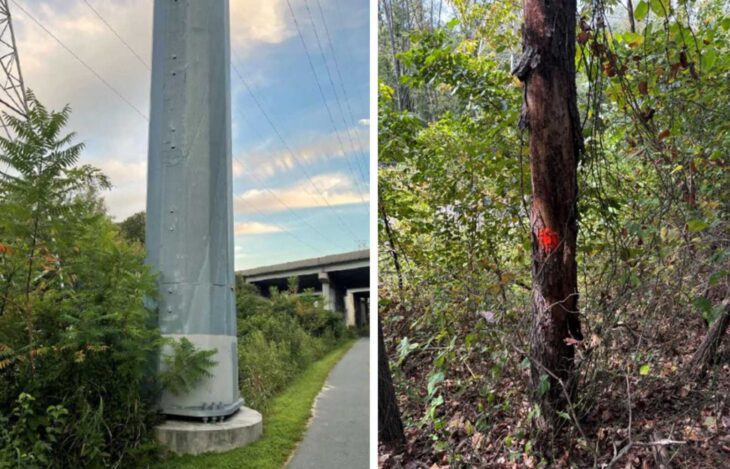 Dominion Tree Dominion Energy plans ‘selective’ tree removals on W&OD Trail with NOVA ...