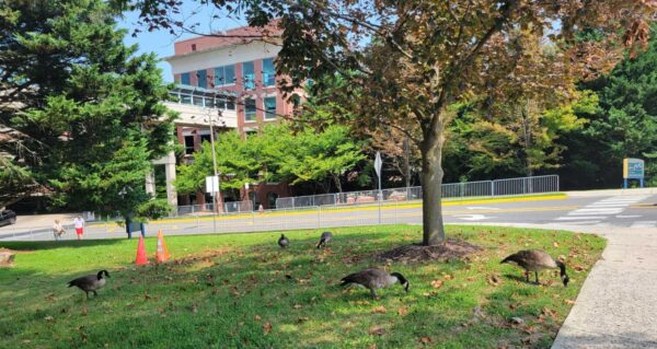 Campus green space with Canada geese grazing, trees, and a brick building in the background near a sidewalk and road barrier cones nearby.