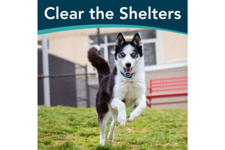 Banner reads 'Clear the Shelters' over a joyful black-and-white dog running on a grassy field toward the camera in a shelter yard.