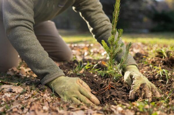 Person planting a young conifer seedling in soil with gloved hands outdoors.