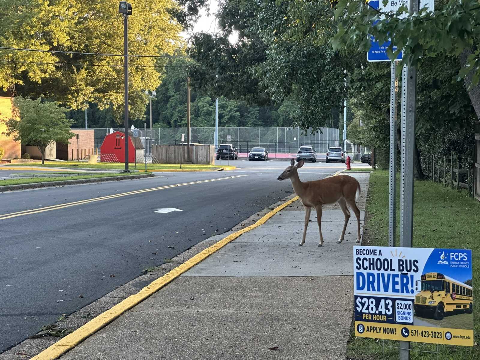 Deer hunting season returns to Fairfax County, starting Saturday