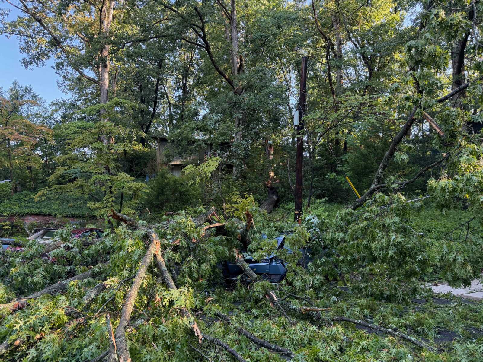 Street scene: fallen trees and branches cover parked cars after a storm, with a leaning utility pole in a residential area.