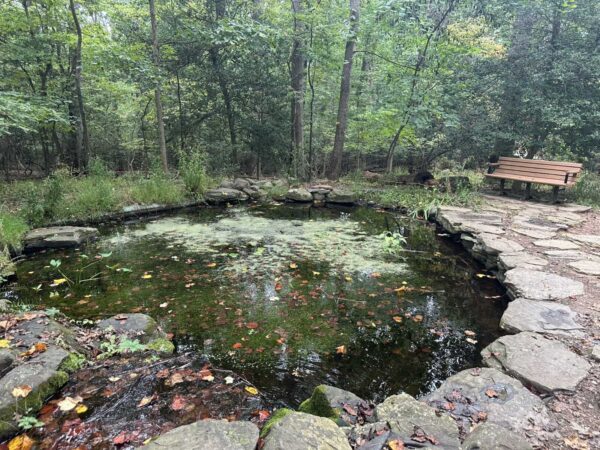 Small pond edged by stones in a forest, with floating leaves and a wooden bench along a stone path on the right.