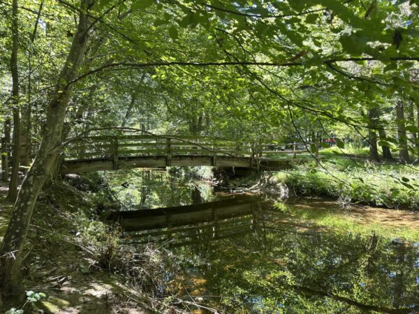 Wooden footbridge arches over a calm stream in a lush green forest with sunlight filtering through leaves.