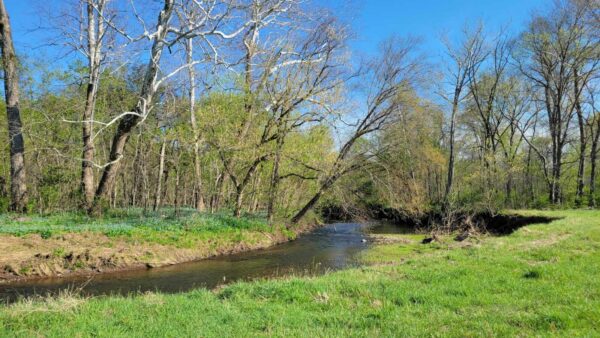 Meandering creek winds through a sunny deciduous forest with bare trees and fresh green undergrowth on the banks.