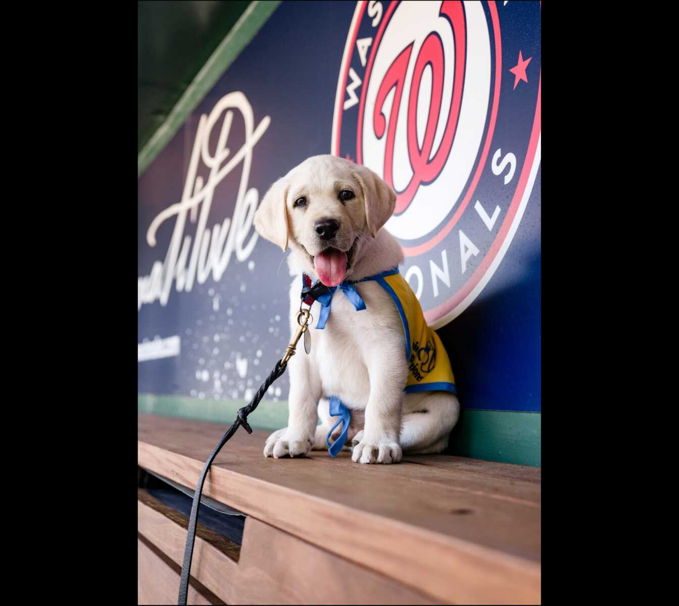Natty in the Washington Nationals dugout (courtesy Washington Nationals) | FFXnow Golden retriever puppy in a yellow vest with a blue bow sits on a wooden bench in front of a colorful wall backdrop, tongue out.