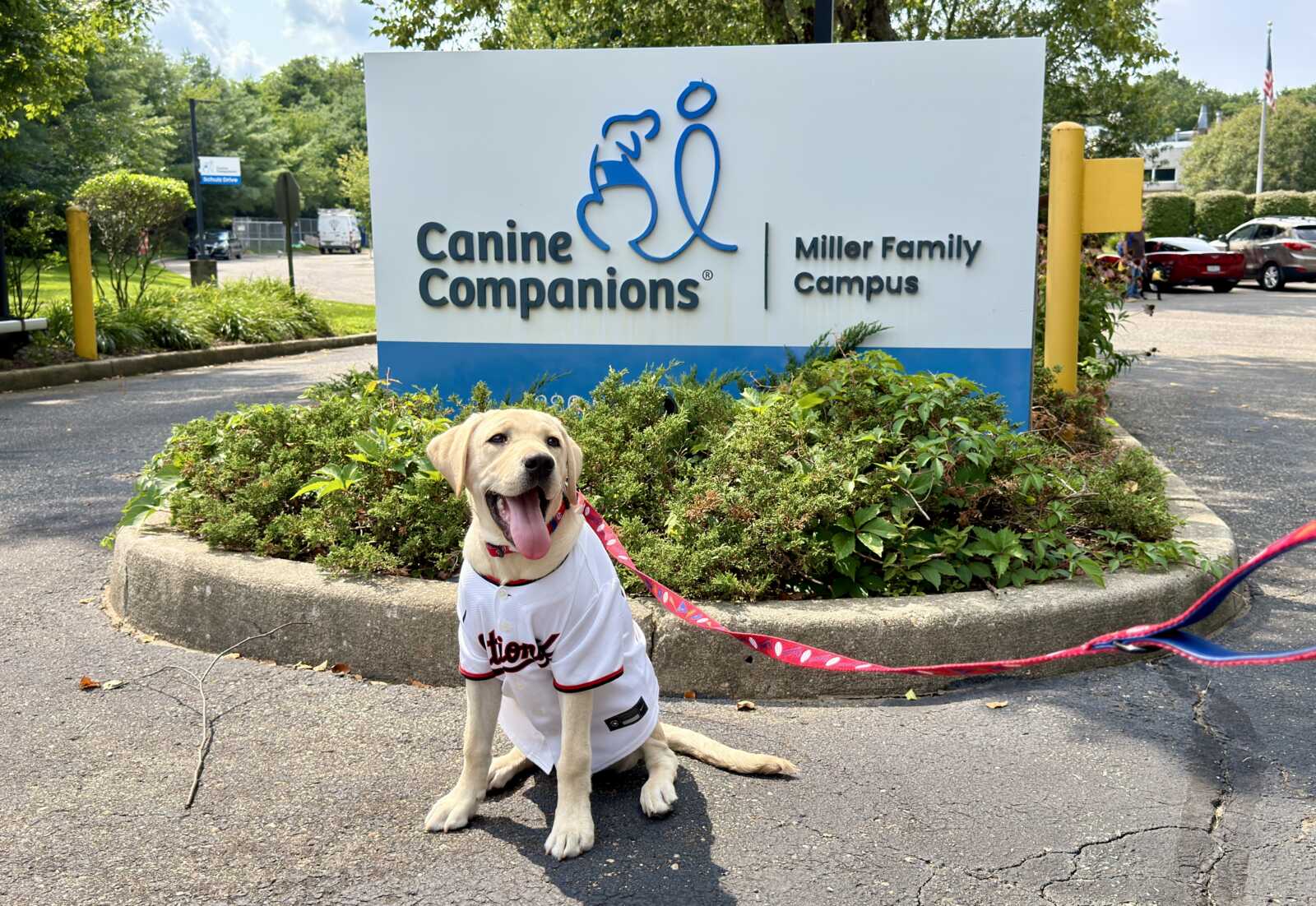 Natty outside Canine Companions' training center in Medford, New York (courtesy Canine Companions) | FFXnow Yellow Labrador wearing a white jersey sits on the curb in front of a Canine Companions Miller Family Campus sign, with a pink leash trailing behind them.