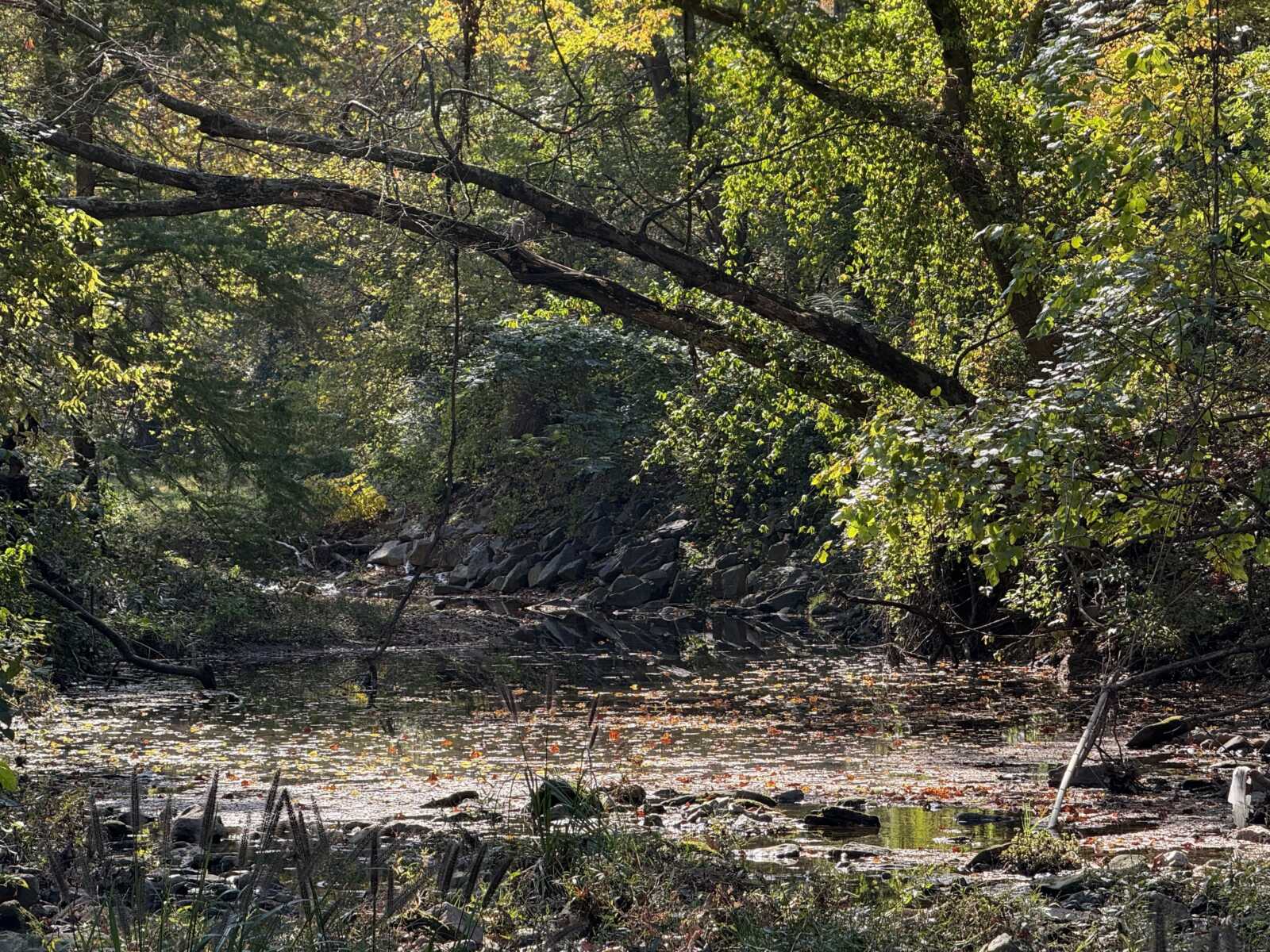 Leaves on Little Pimmit Run in McLean (staff photo) | FFXnow