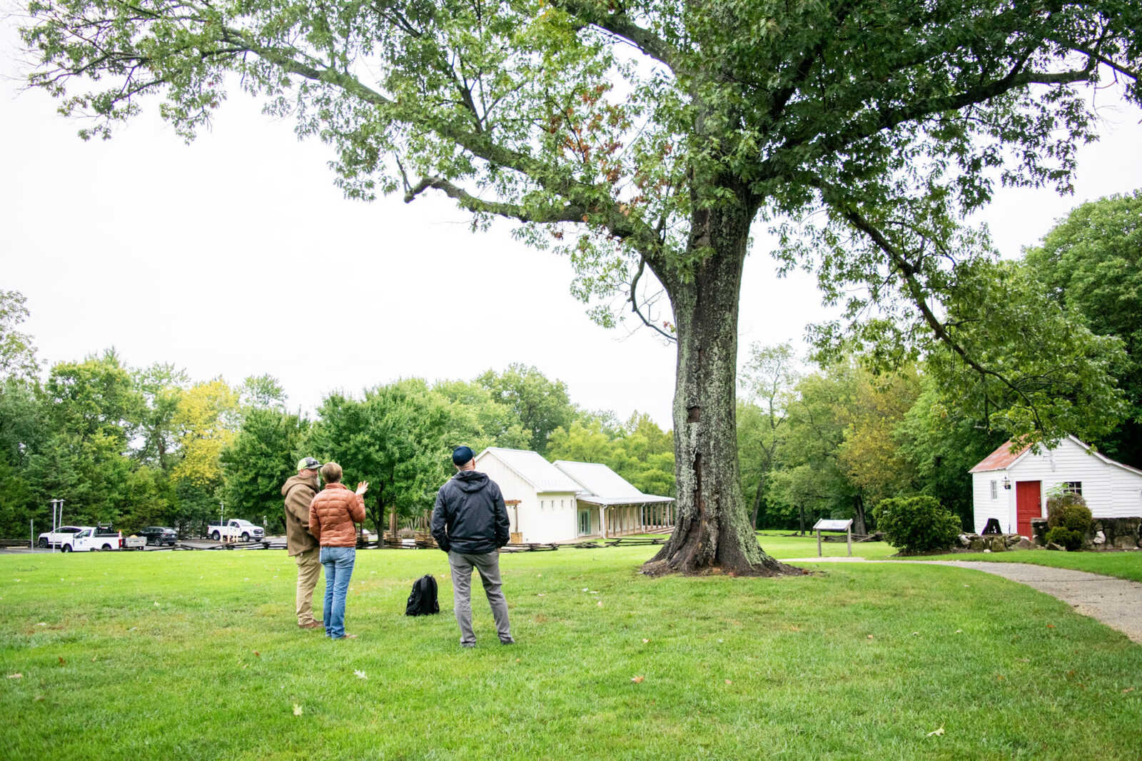 Southern red oak tree at Historic Blenheim (via City of Fairfax) | FFXnow Three people stand on a grassy park lawn near a large tree, talking with a backpack on the ground and white buildings in the background.